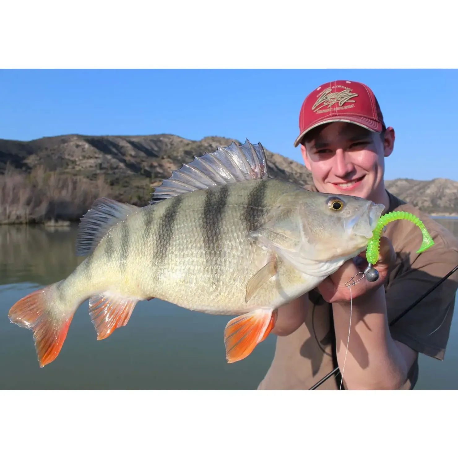 Jackson The Worm 7,5cm Gummiköder| Zanderköder|Zander Gummifisch