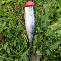 Zeck Fishing Zeck DB Pop Up Ball 2pcs Auftriebskörper| Angelzubehör Kleinteile