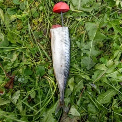 Zeck Fishing Zeck DB Pop Up Stick 2pcs Auftriebskörper| Angelzubehör Kleinteile